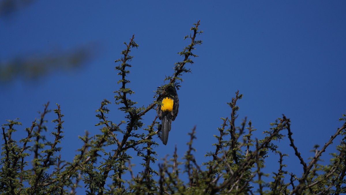 Black-vented Oriole - ML646564764