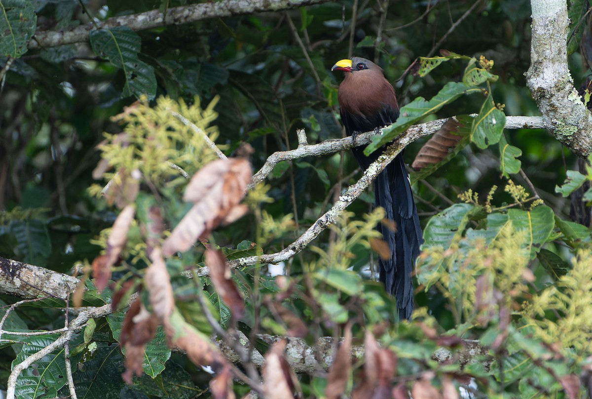 Yellow-billed Malkoha - ML646564766