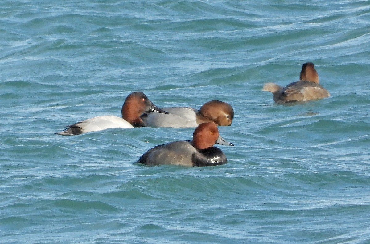 Riesentafelente - ML646564767