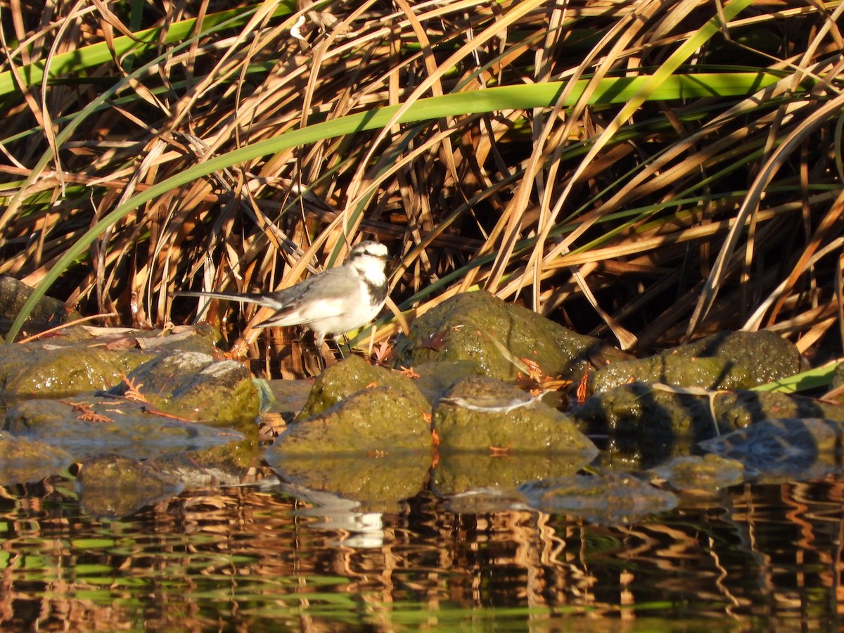 Buztanikara zuria - ML646564769