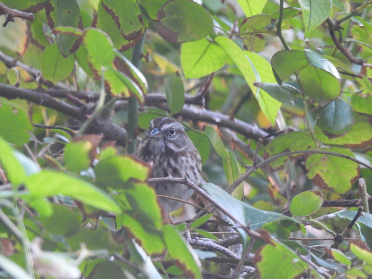 Song Sparrow - ML646564771