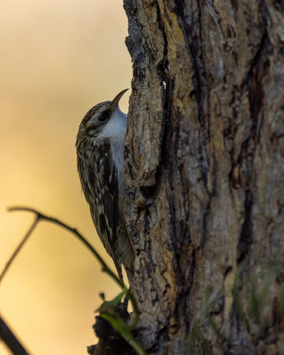 Підкоришник американський - ML646564773