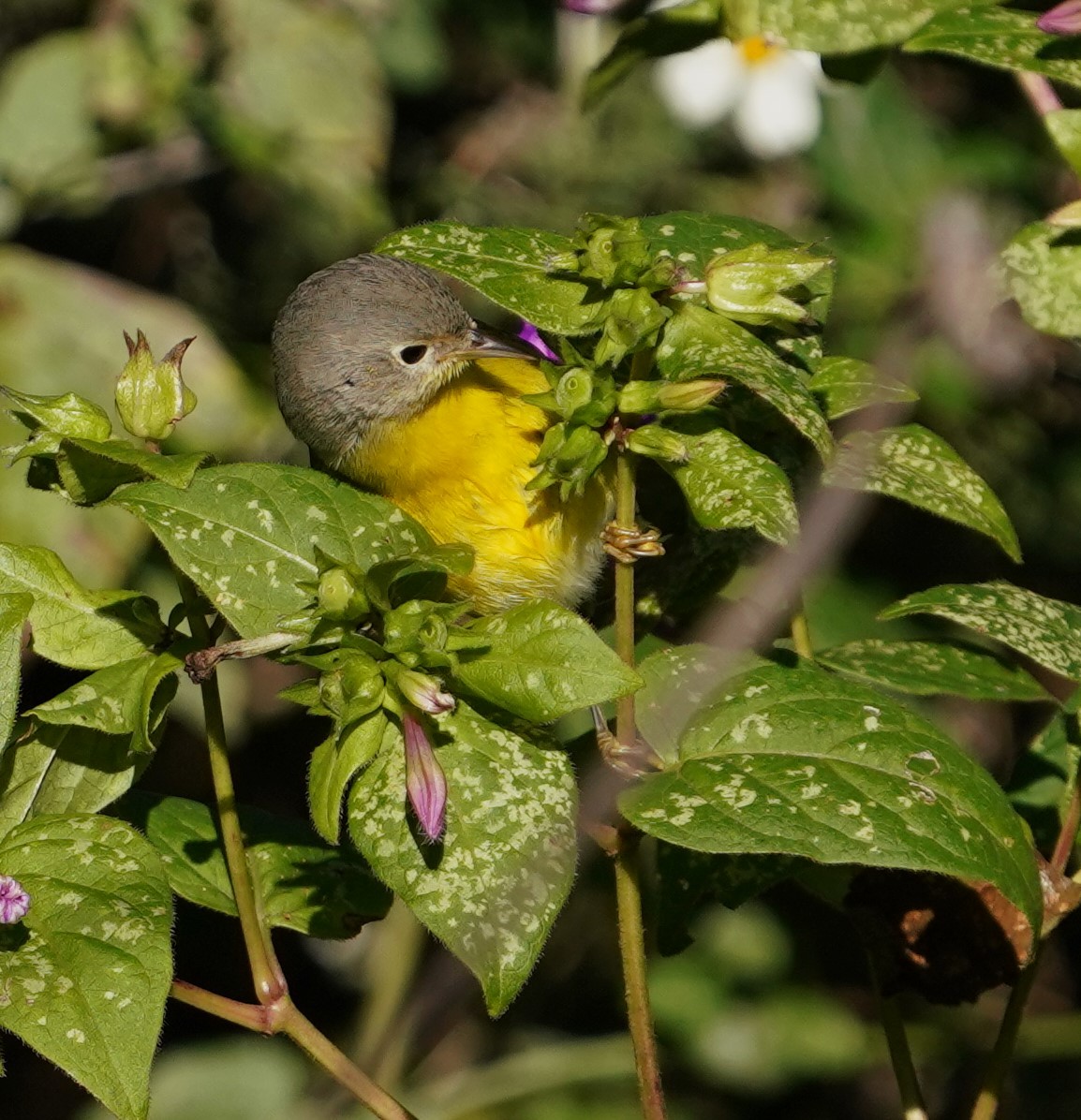 Nashville Warbler - ML646564774