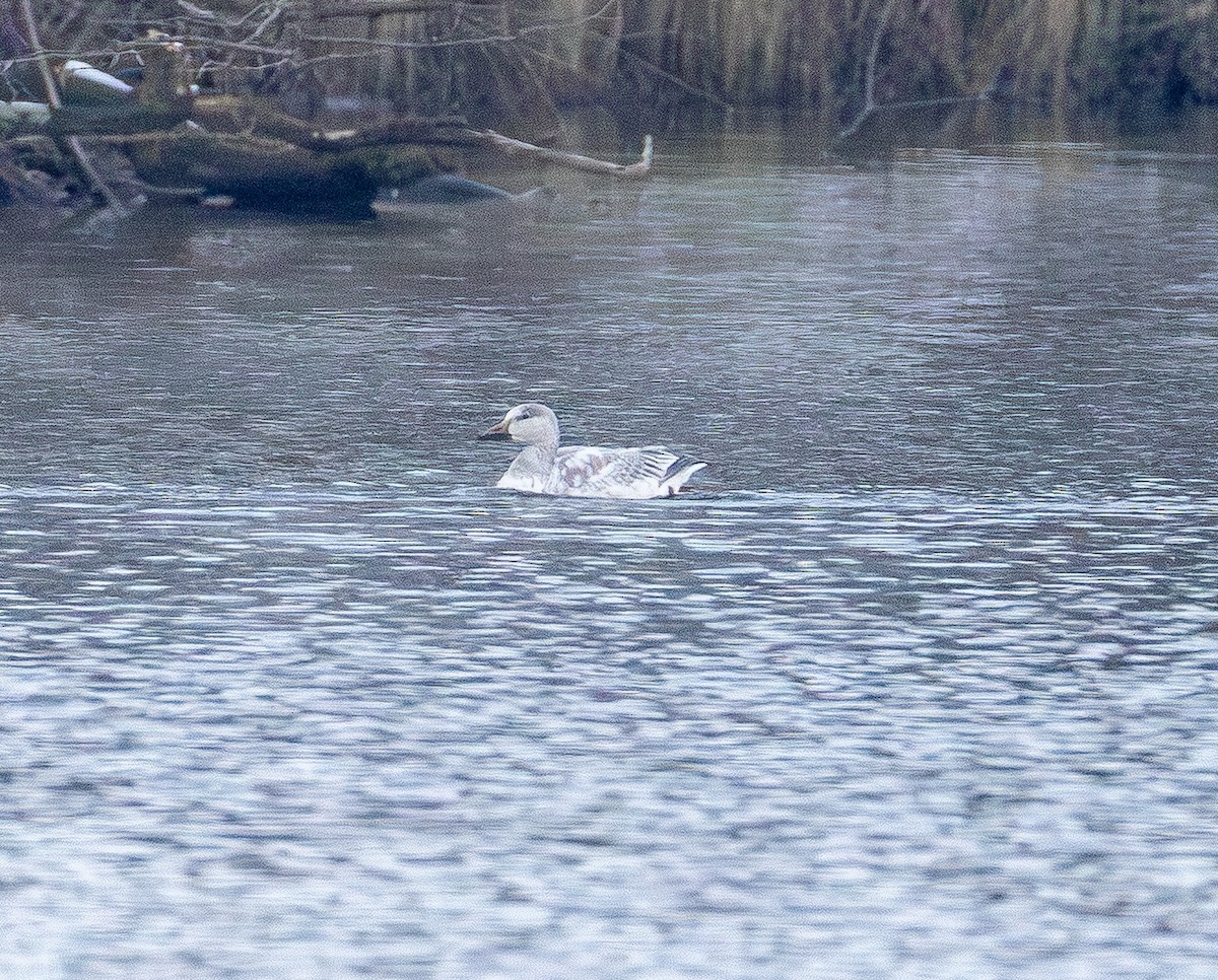 Snow Goose - ML646564776