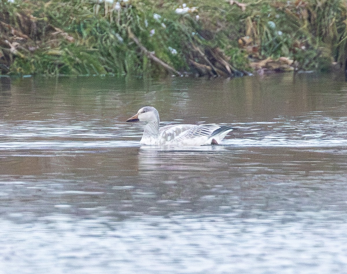 Snow Goose - ML646564777