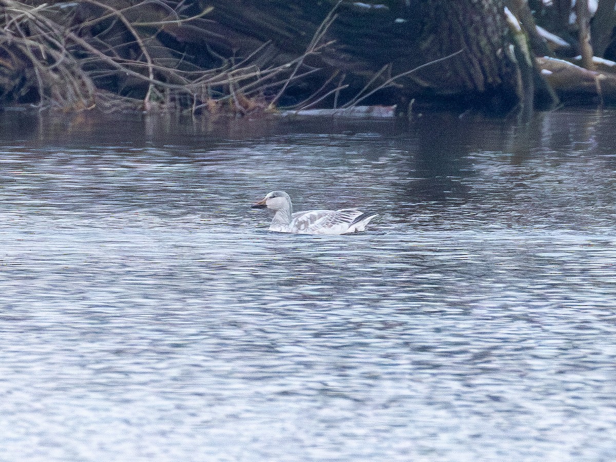 Snow Goose - ML646564778