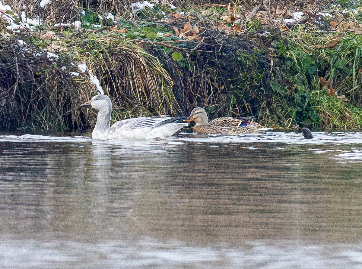 Snow Goose - ML646564779