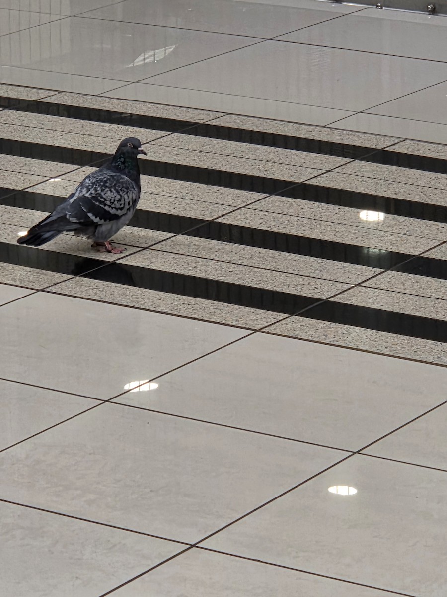 カワラバト（ドバト、家畜型） - ML646564792