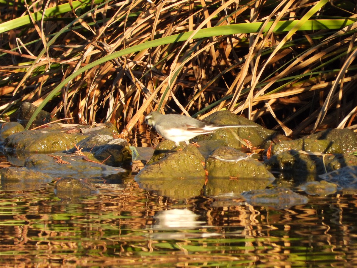 Buztanikara zuria - ML646564793