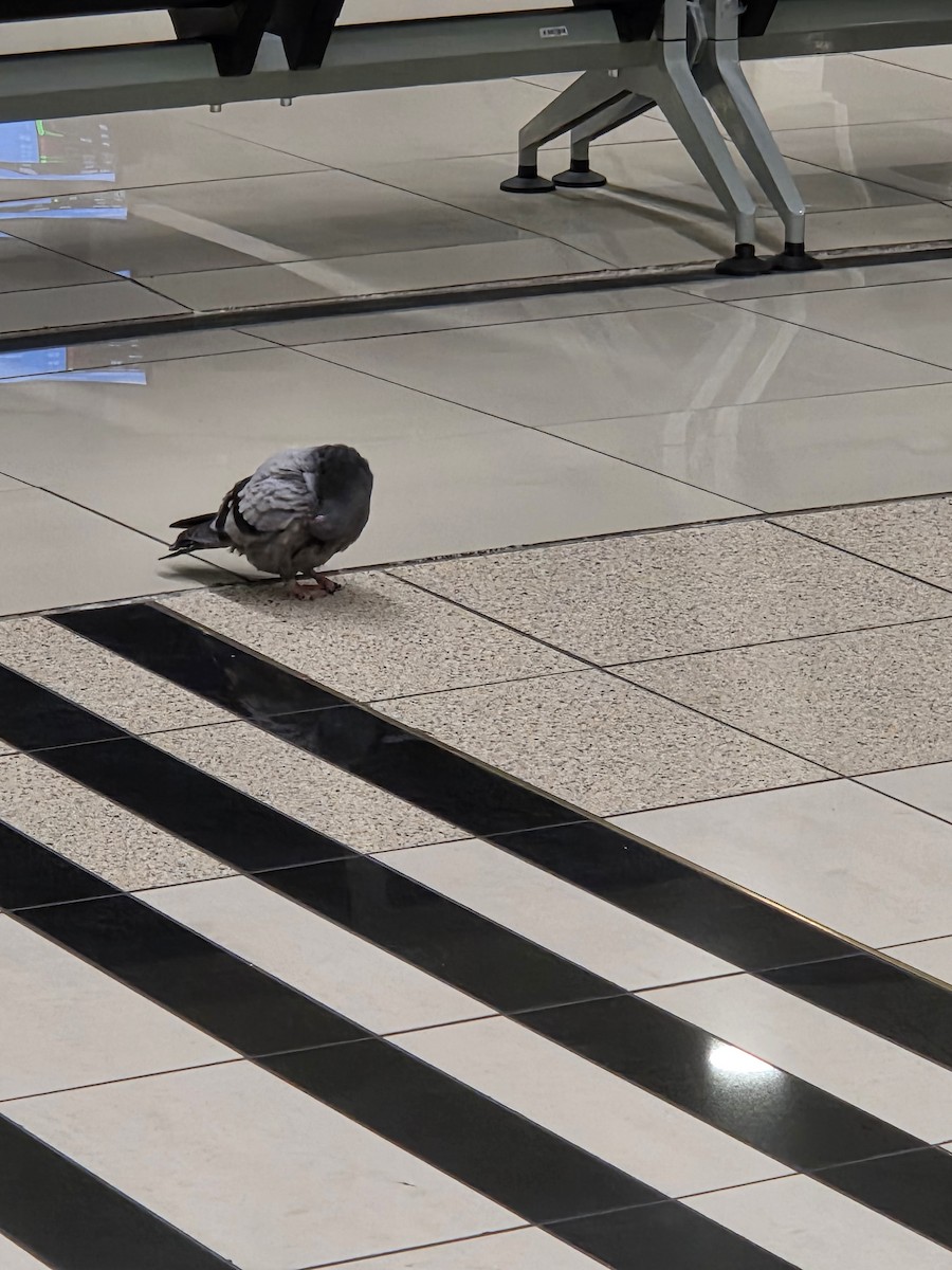 カワラバト（ドバト、家畜型） - ML646564795