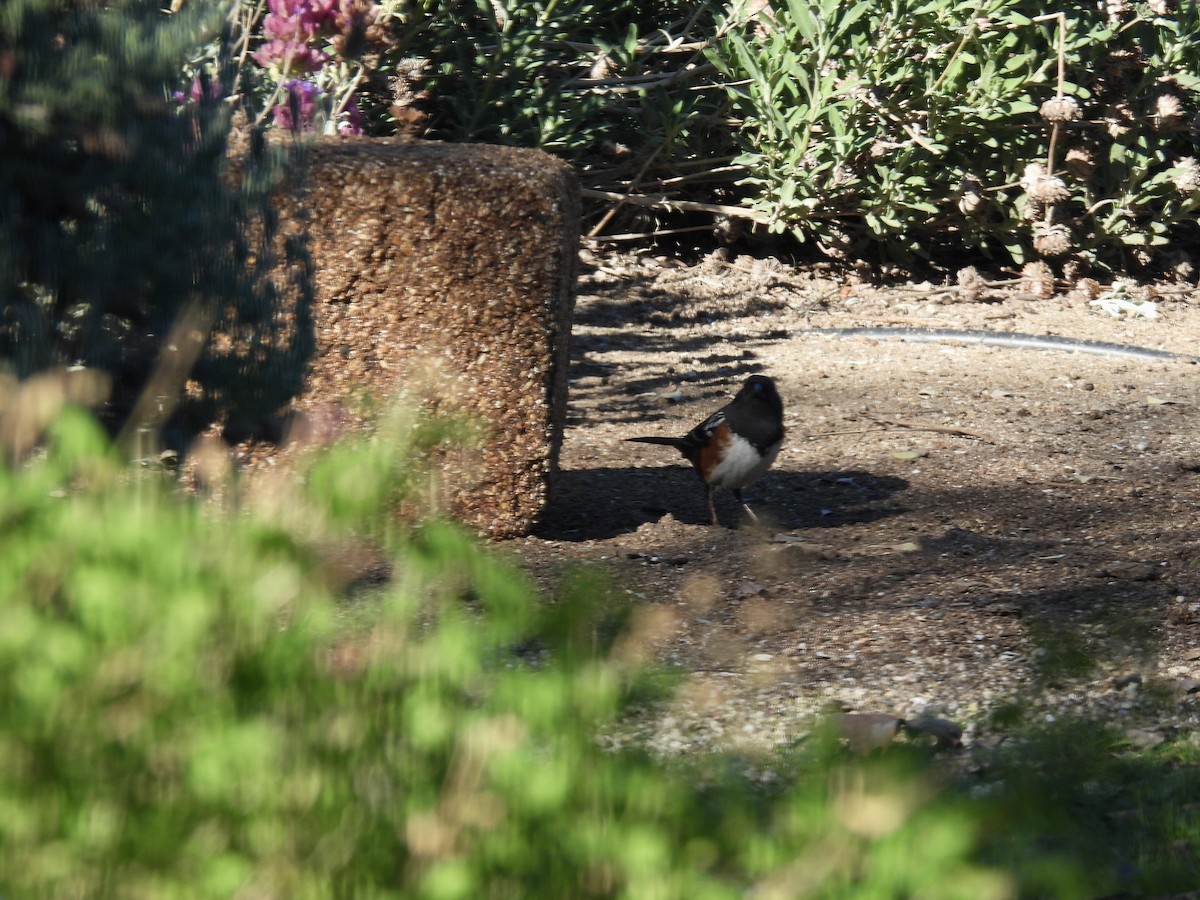 Spotted Towhee - ML646564796