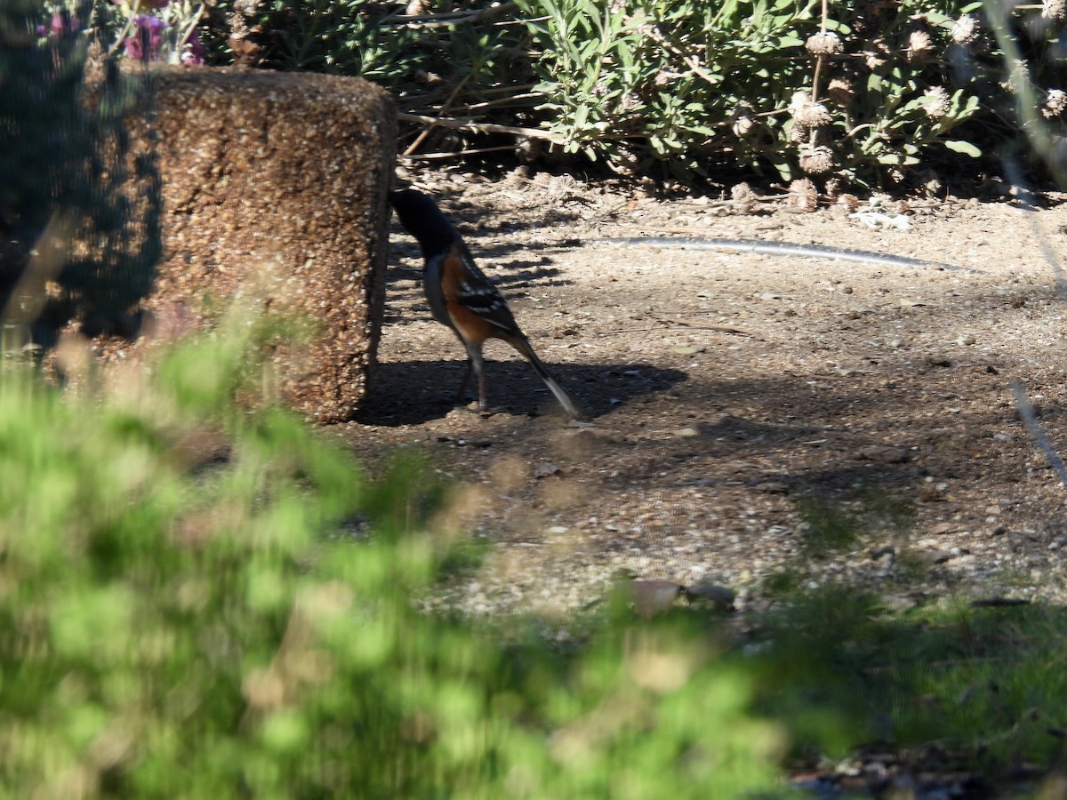 Spotted Towhee - ML646564797