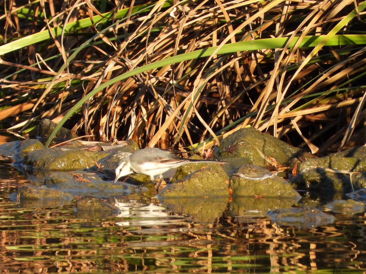 Buztanikara zuria - ML646564798