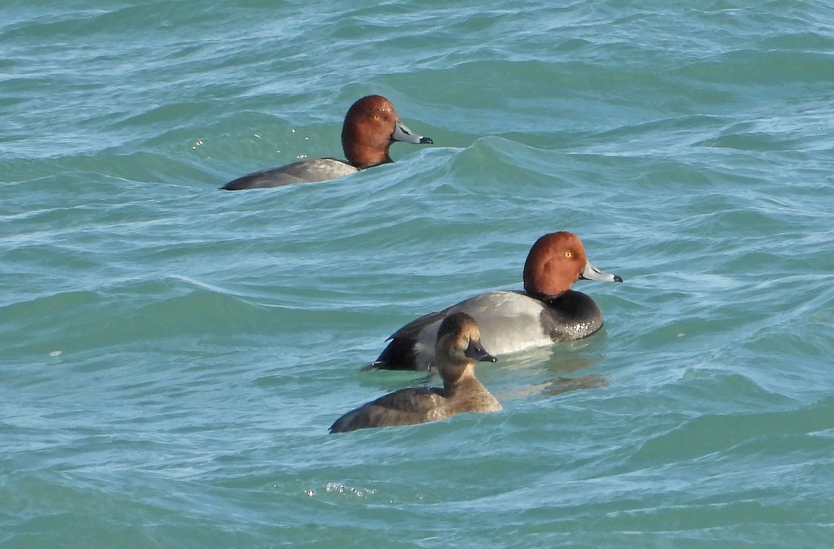 Redhead - ML646564803