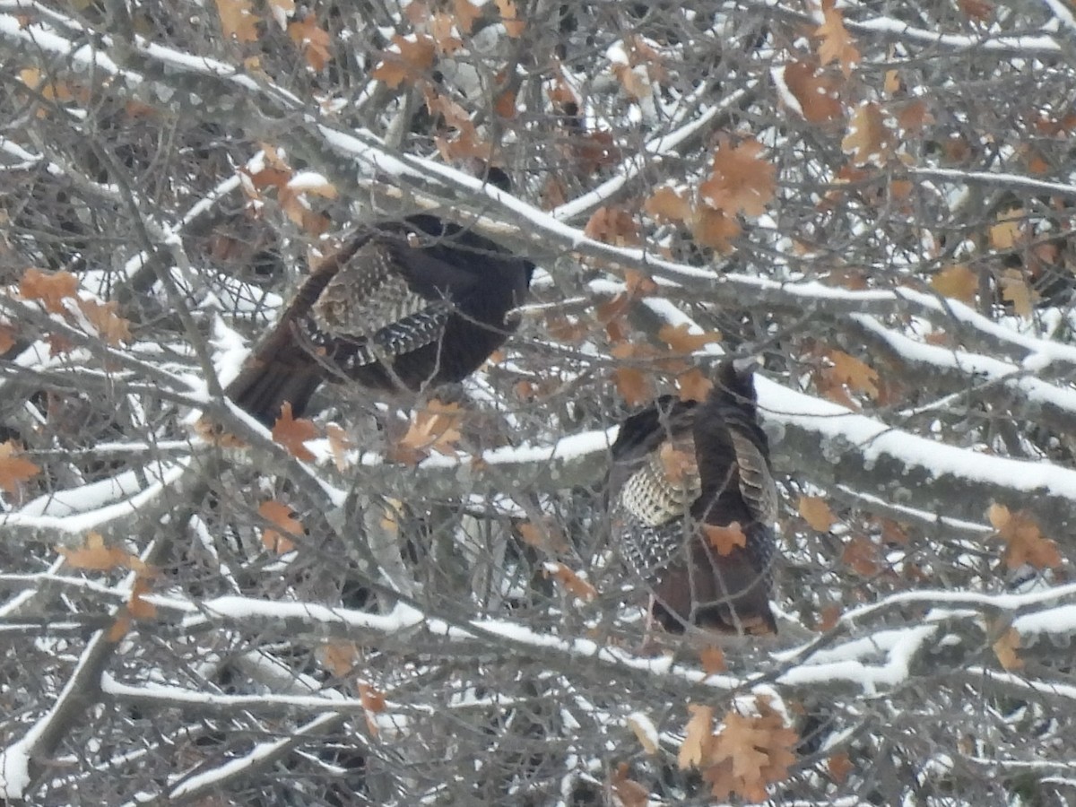 Wild Turkey - ML646564804