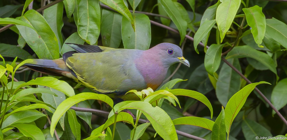 Pink-necked Green-Pigeon - ML646564805