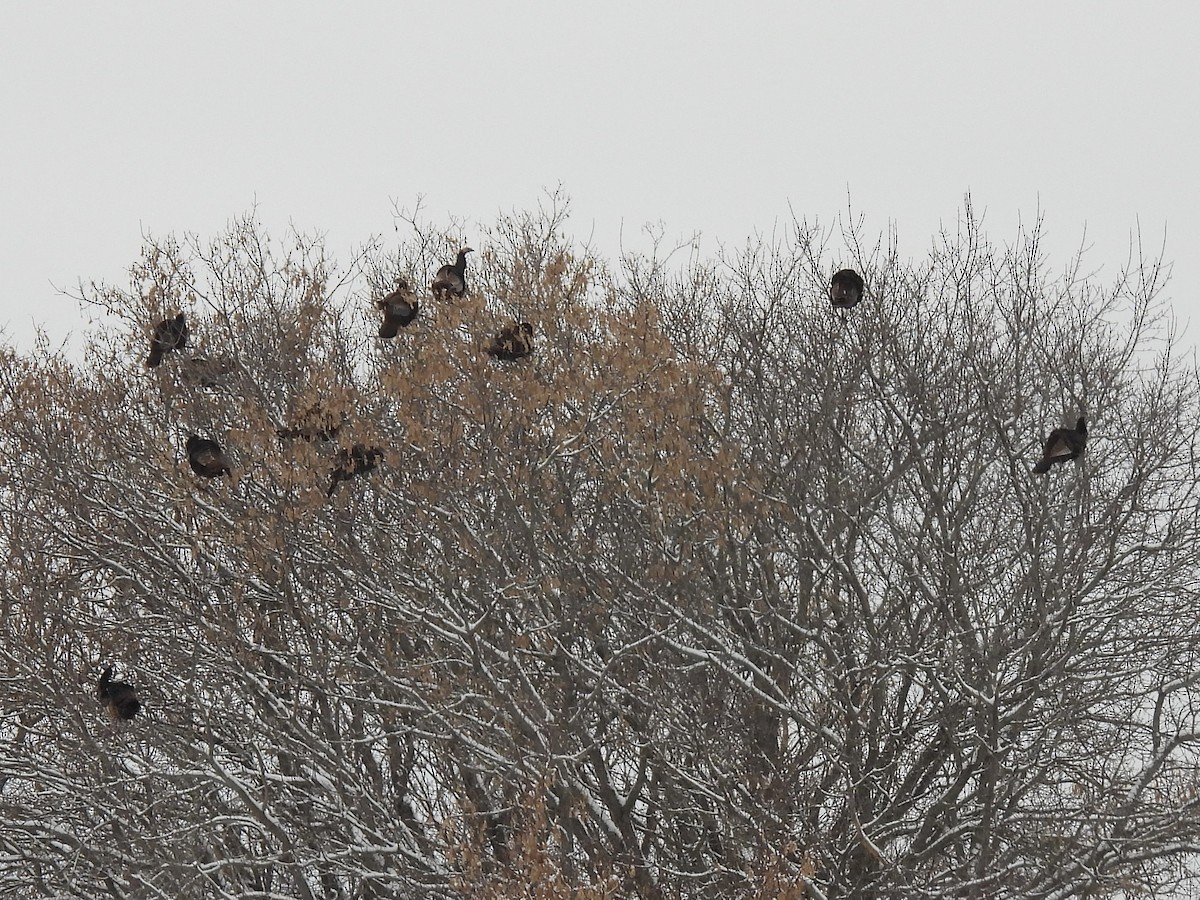 Wild Turkey - ML646564806