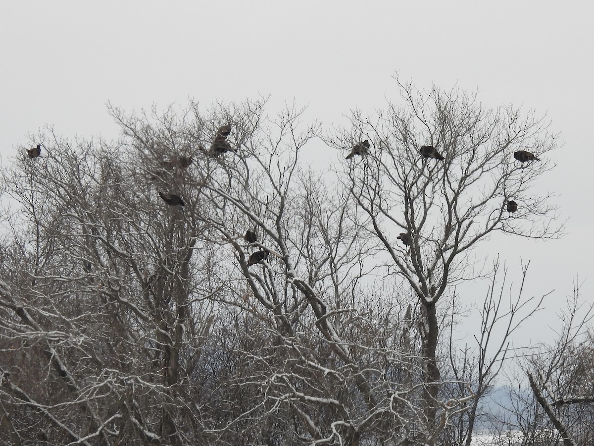 Wild Turkey - ML646564807