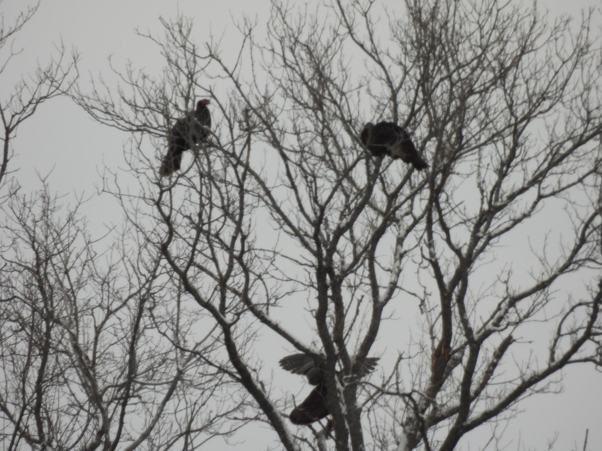 Wild Turkey - ML646564808