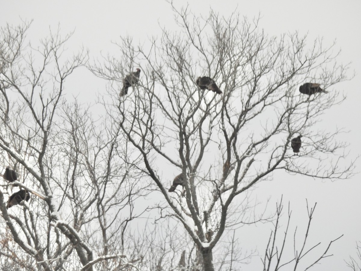 Wild Turkey - ML646564809