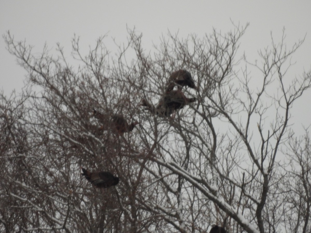 Wild Turkey - ML646564810