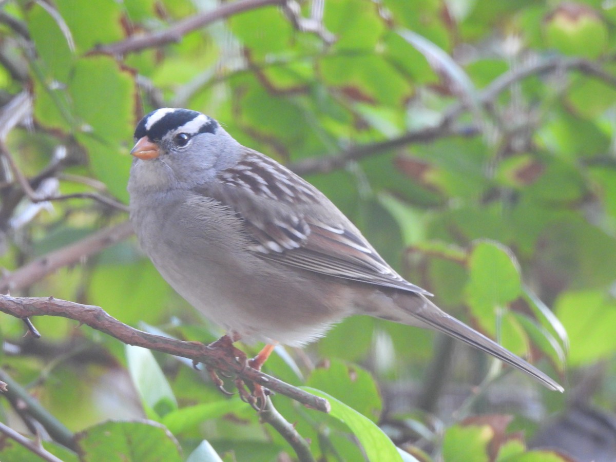 White-crowned Sparrow - ML646564816