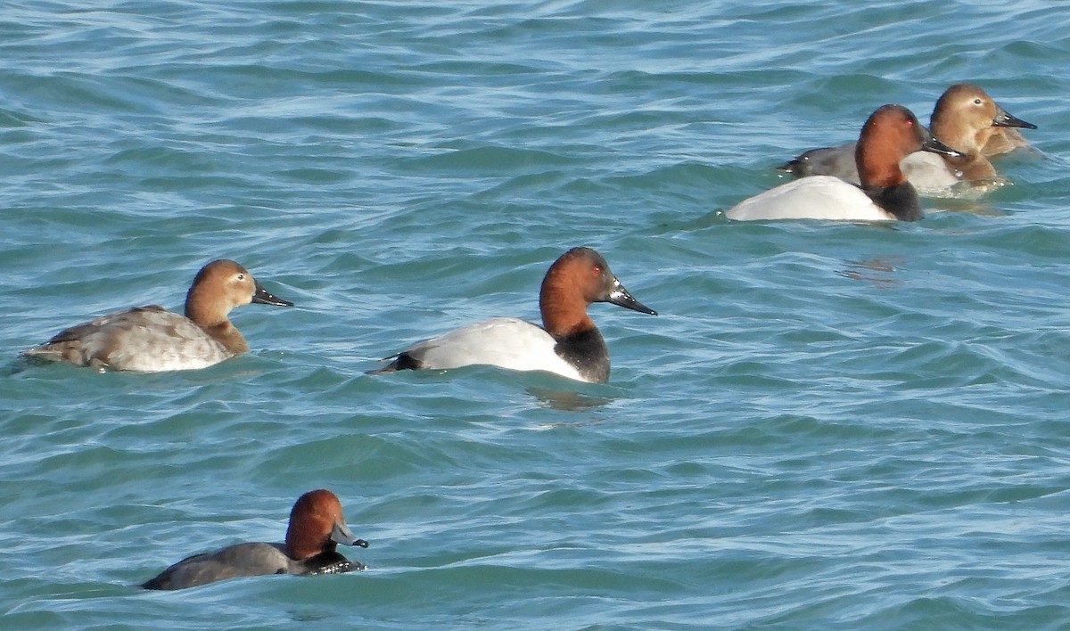 Riesentafelente - ML646564818