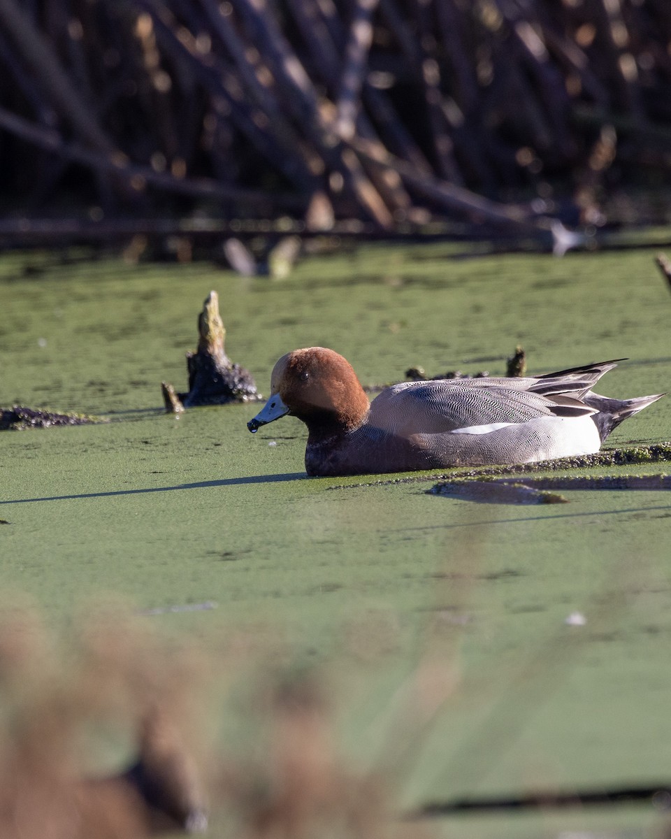 Eurasian Wigeon - ML646564820
