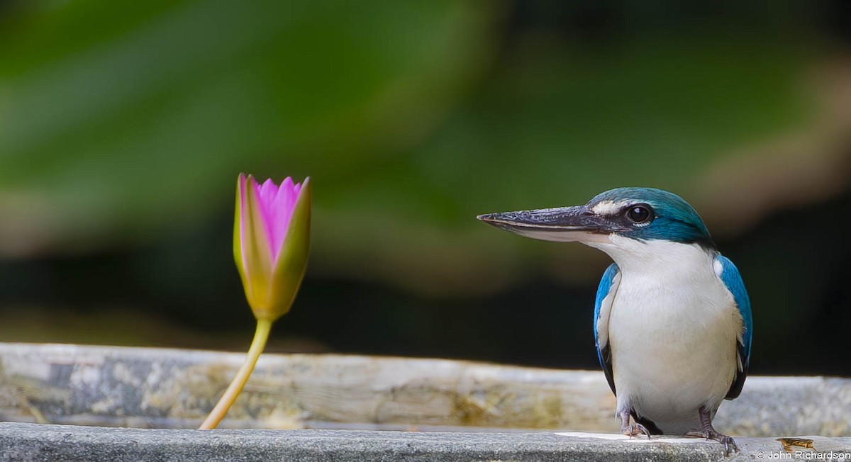 Collared Kingfisher - ML646564826