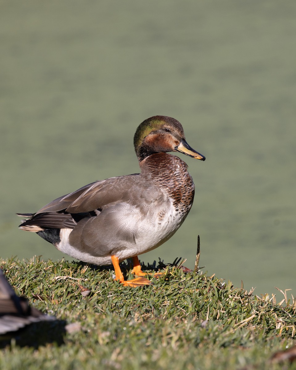 Gadwall x Mallard (hybrid) - ML646564831