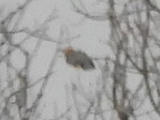 Гіла каролінська - ML646564834