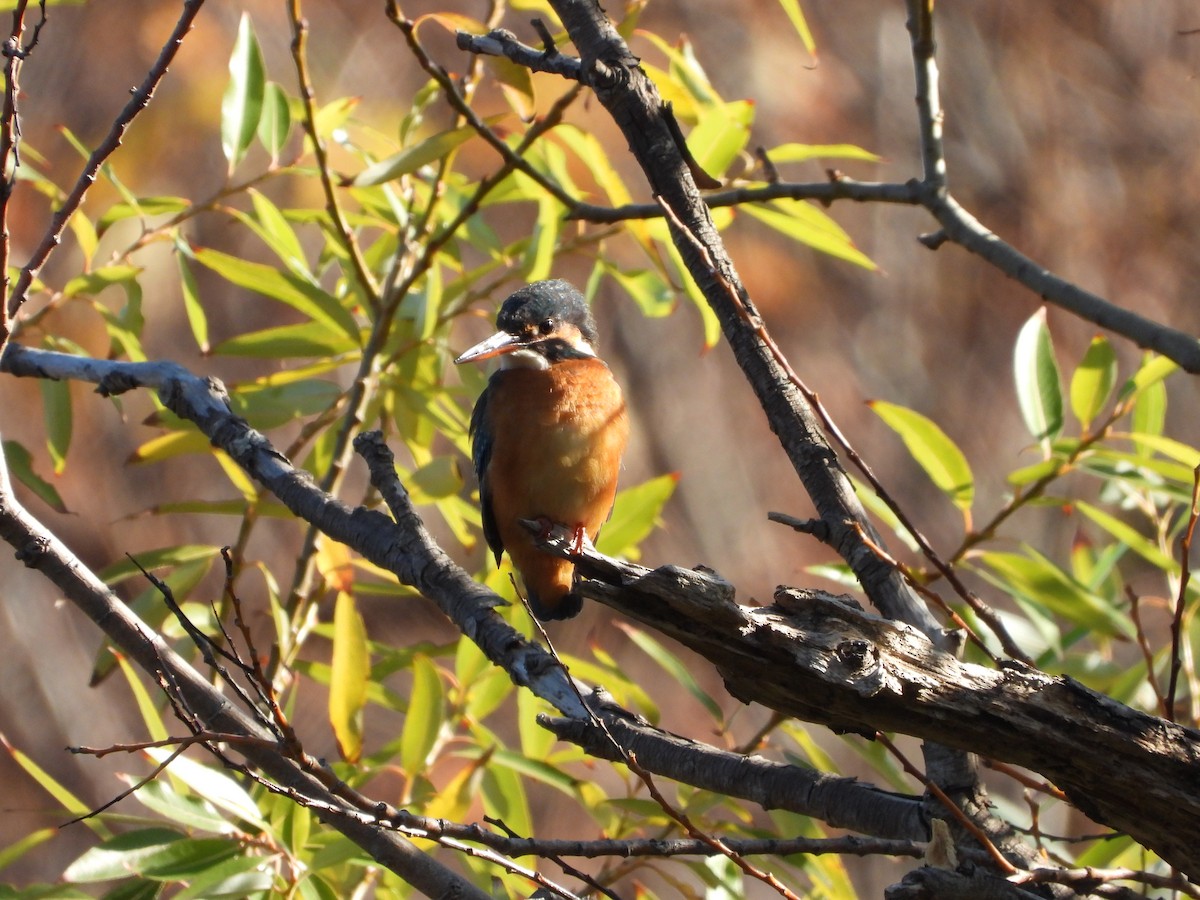 Martin arrantzalea - ML646564836