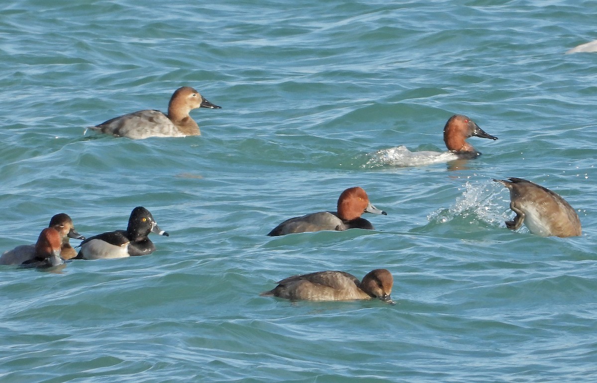 Ring-necked Duck - ML646564838