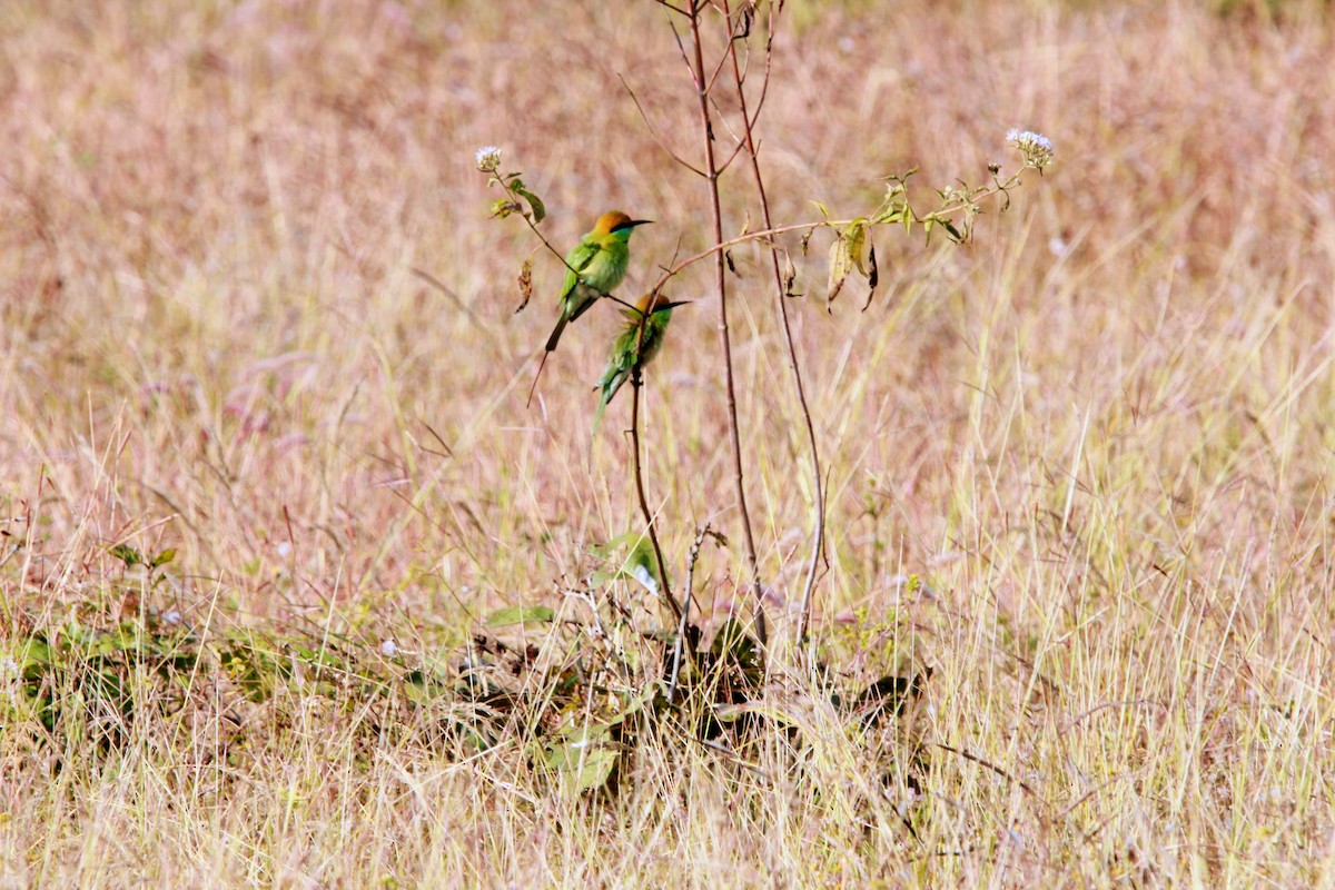Asian Green Bee-eater - ML646564843