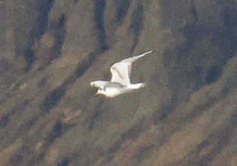 Bonaparte's Gull - ML646564844
