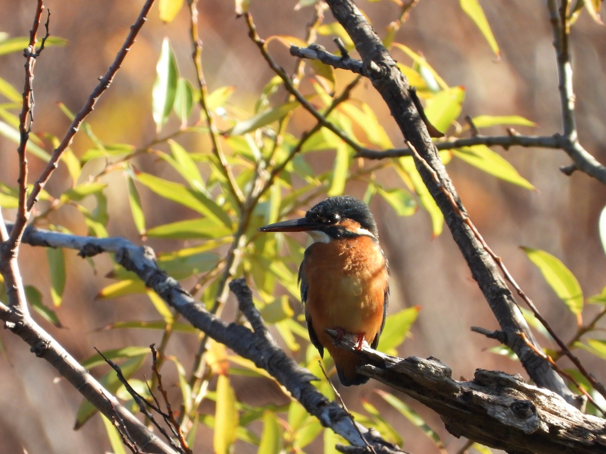 Martin arrantzalea - ML646564845