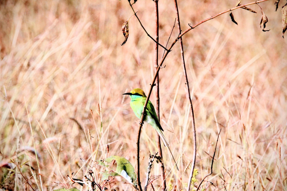 Asian Green Bee-eater - ML646564847