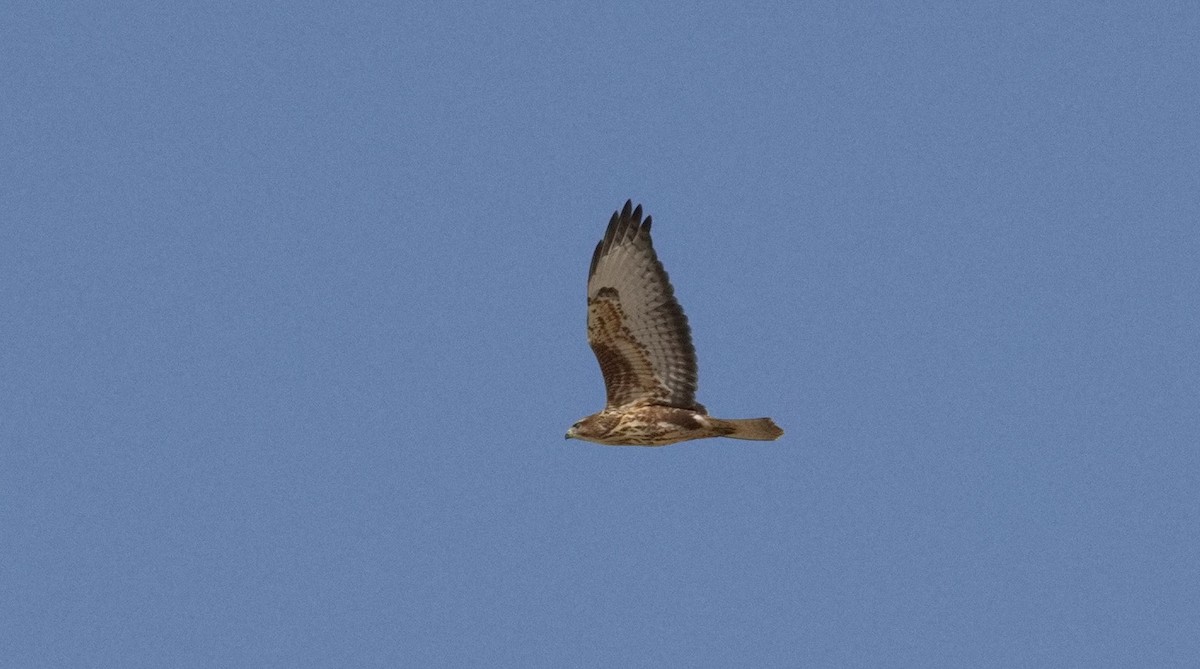 Long-legged Buzzard - ML646564853