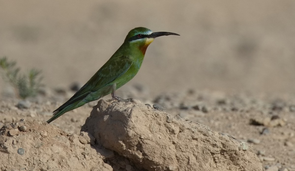 שרקרק ירוק - ML646564856