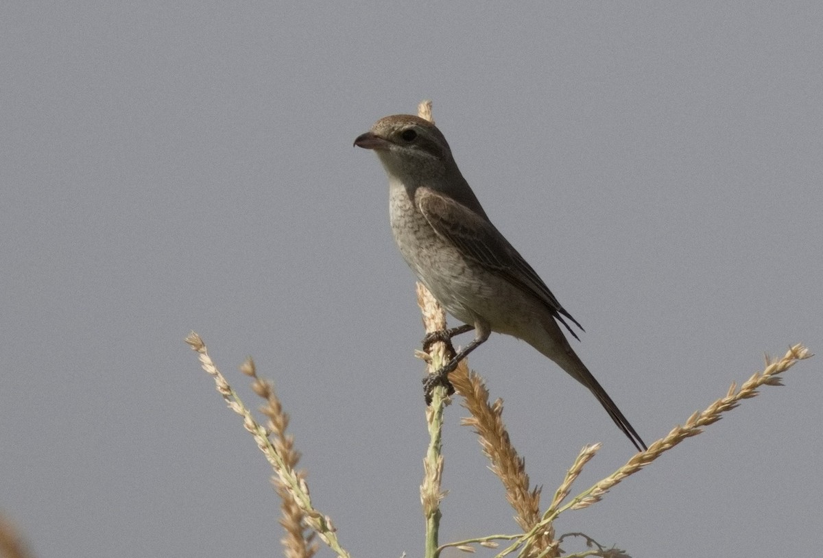 Lesser Gray Shrike - ML646564860