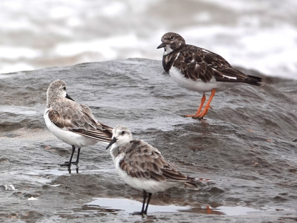 kamenáček pestrý - ML646564861