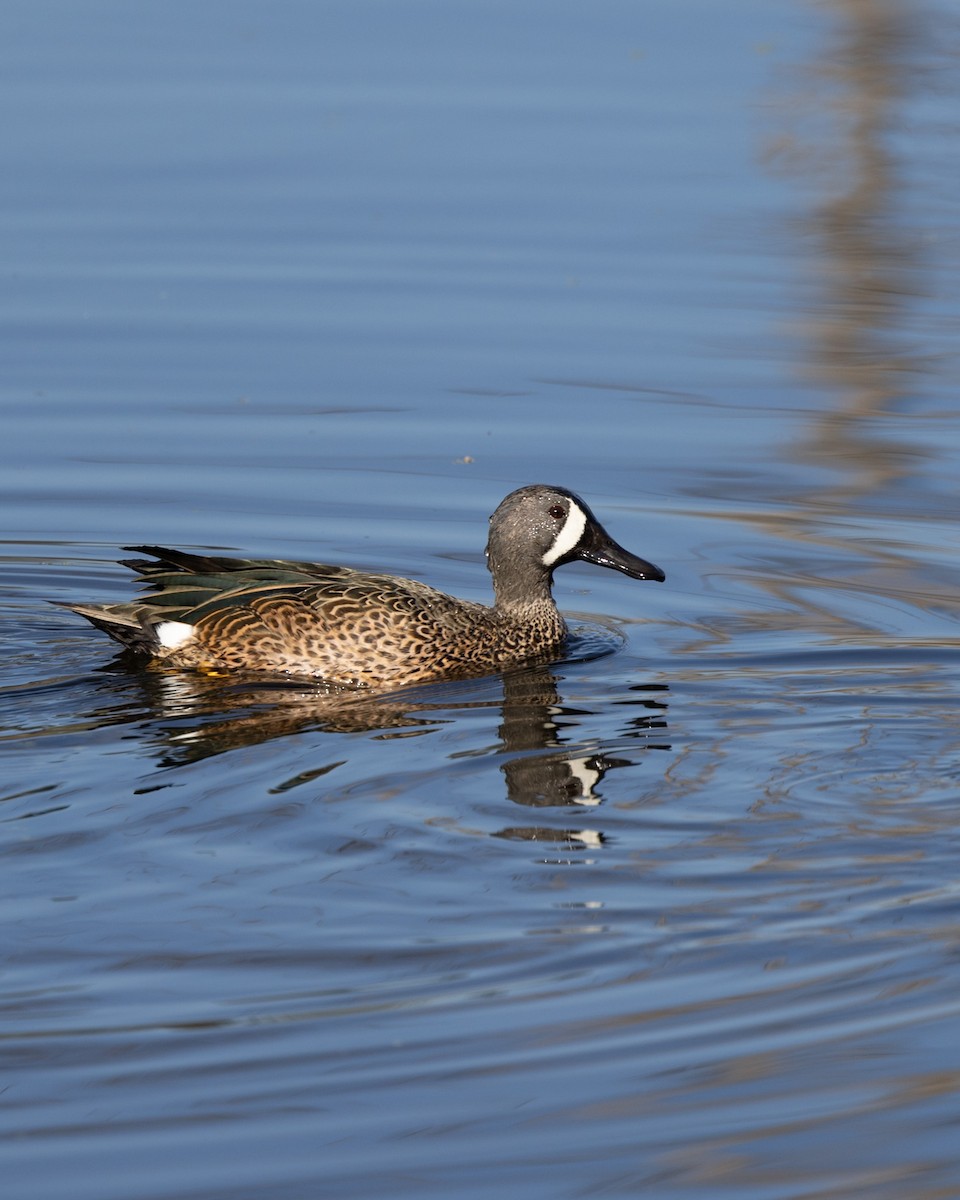 Чирянка блакитнокрила - ML646564863