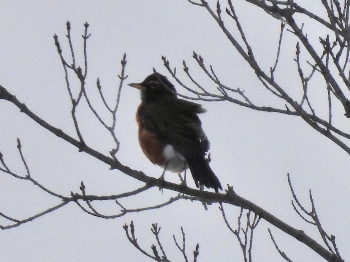 American Robin - ML646564866