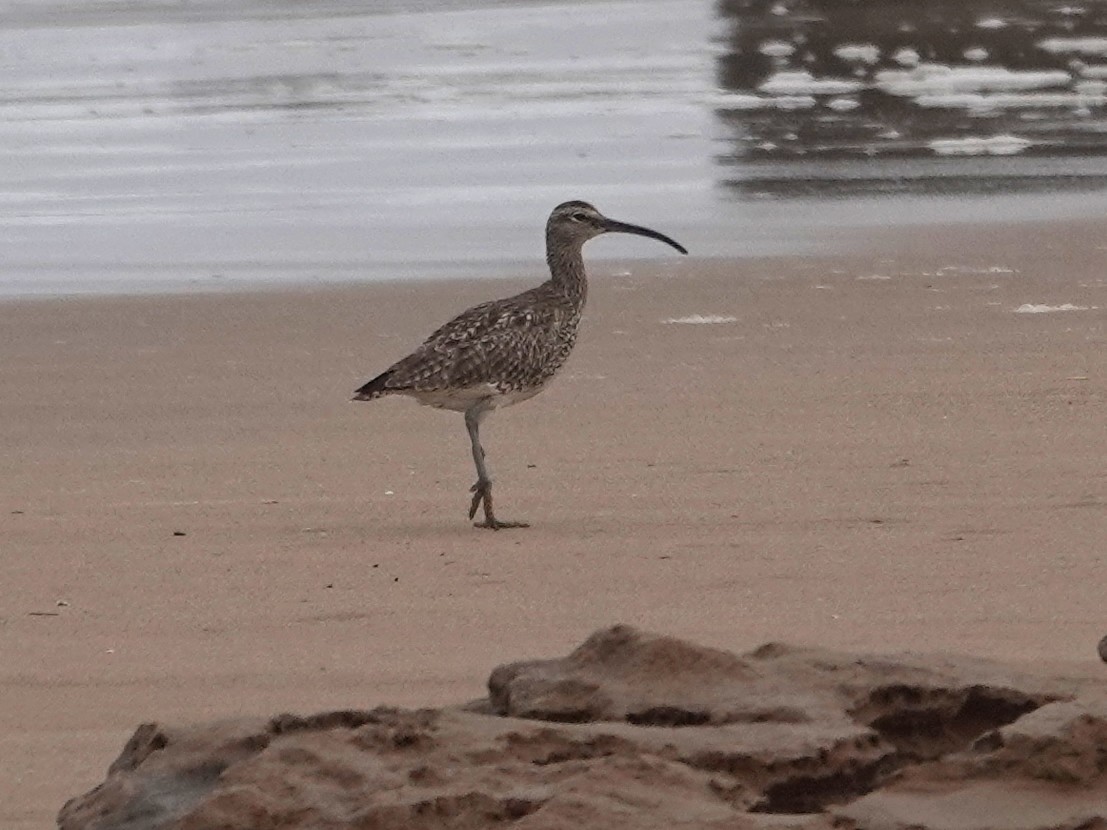 koliha malá (ssp. phaeopus) - ML646564867