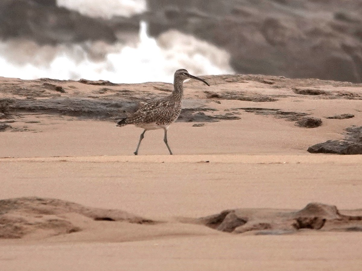 koliha malá (ssp. phaeopus) - ML646564868