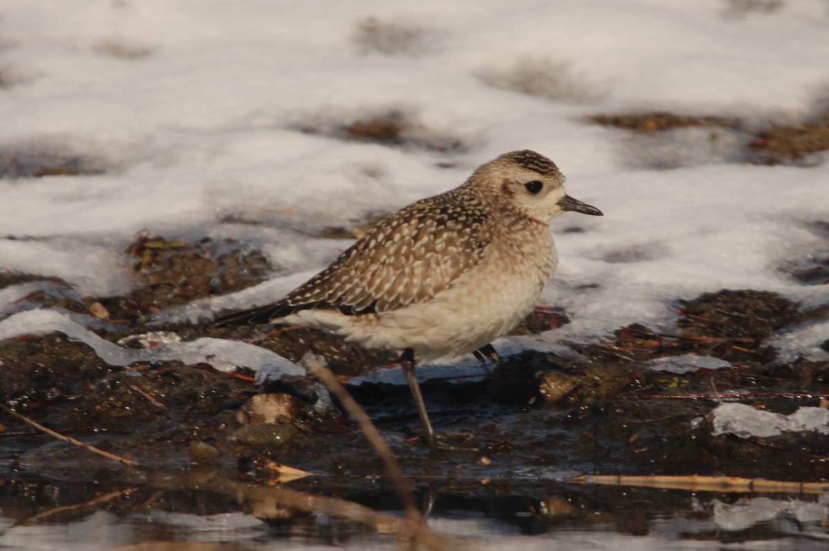 American Golden-Plover - ML646564870