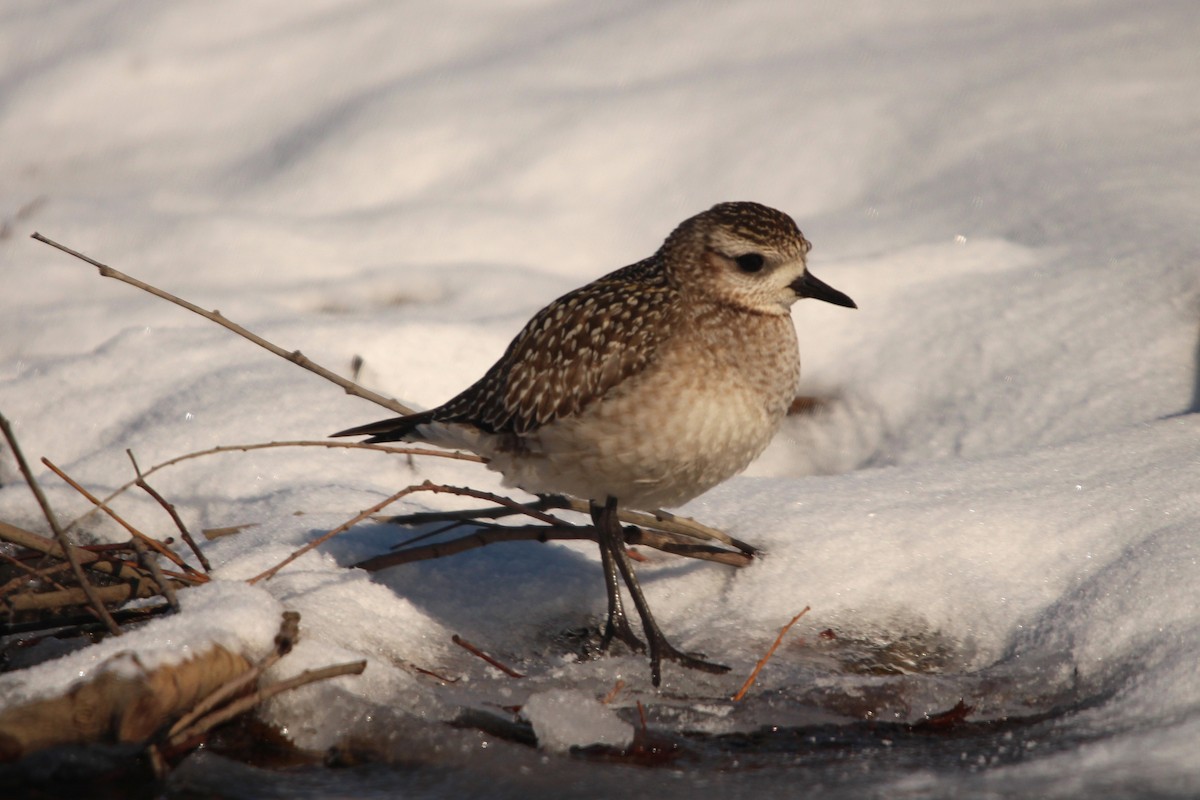 American Golden-Plover - ML646564874