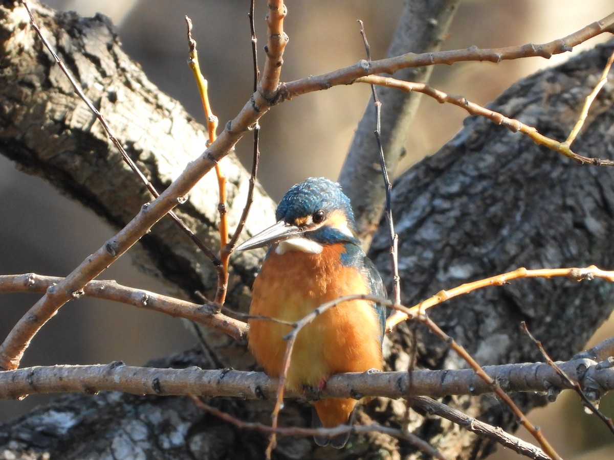 Martin arrantzalea - ML646564875