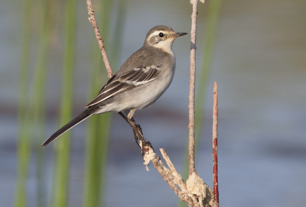 Citrine Wagtail - ML646564877