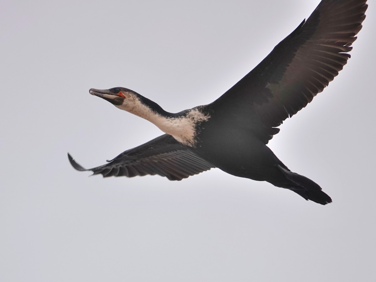 kormorán velký (ssp. maroccanus) - ML646564879